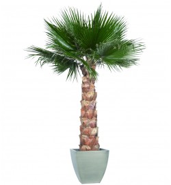 Washingtonia palm tree kit